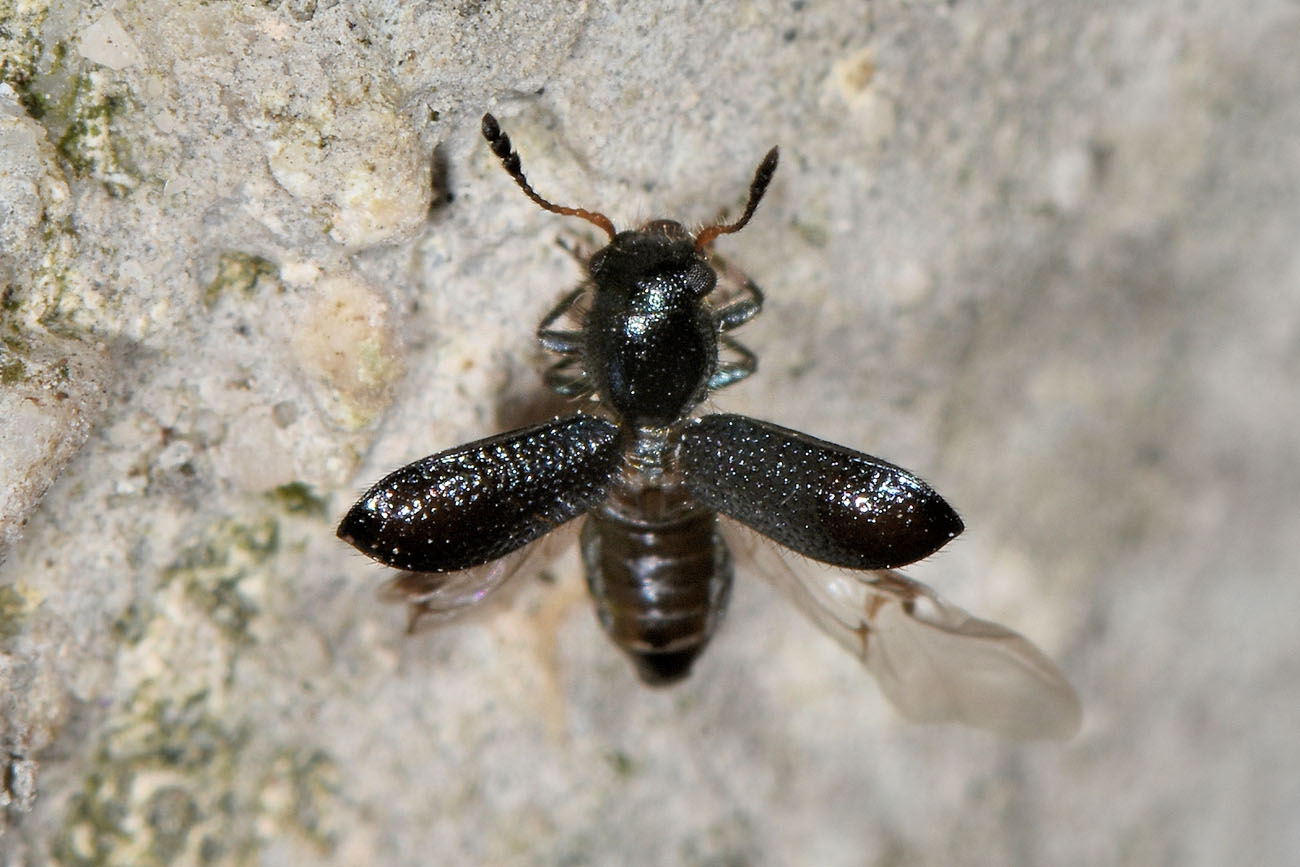 Cleridae: Korynetes pusillus? S.